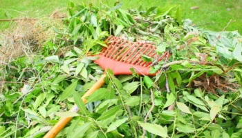 Que faire de mes déchets verts ?