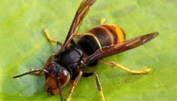 Frelons asiatiques – Arrêt des traitements le 21 novembre 2025